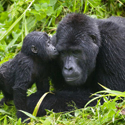 5 Nights / 6 Days Gorilla trekking and wildlife tour - Uganda, Africa