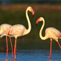Birding and Wildlife Safaris in Gujarat