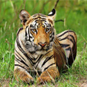 Rendezvous with The Tiger at Tadoba National Park, India