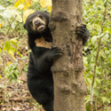 4D/3N Sandakan-Borneo, Malaysia Wildlife Tour - Family Tour