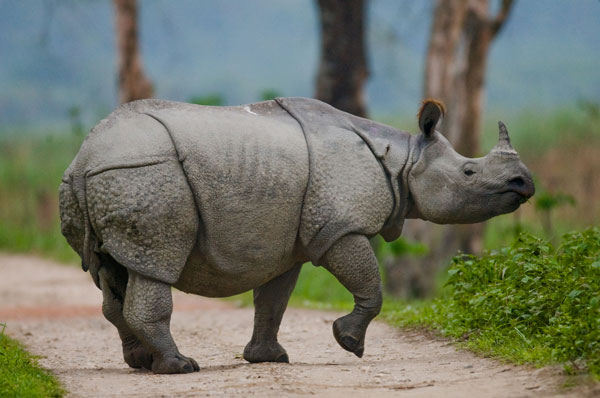 Kaziranga Wildlife Tour – 4 Days Safari Stay at Diphlu Lodge Kaziranga Wildlife Tour – 4 Days Safari Stay at Diphlu Lodge