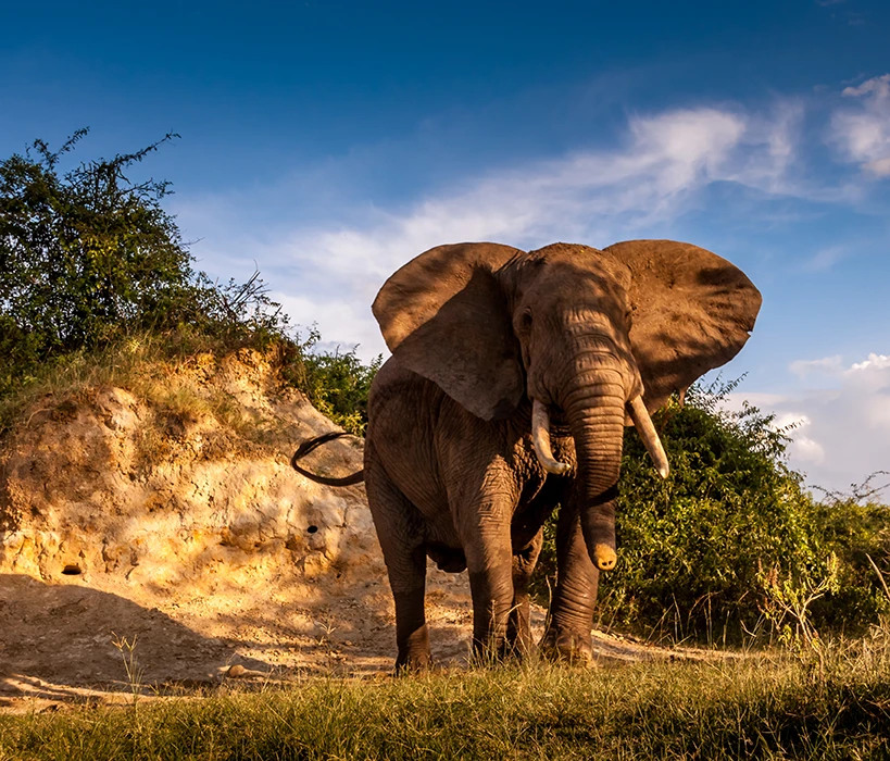 East Africa Luxury Safari – Uganda, Kenya, Tanzania & Zanzibar (23 Days) East Africa Luxury Safari – Uganda, Kenya, Tanzania & Zanzibar (23 Days)